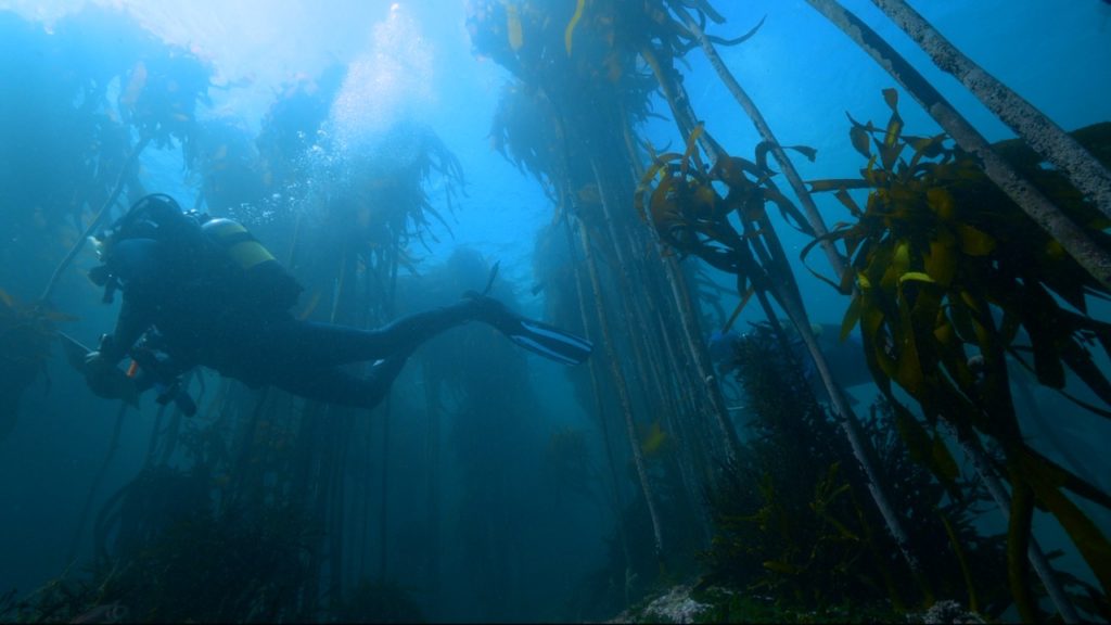 scientific diver in kelp forest