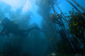 scientific diver in kelp forest